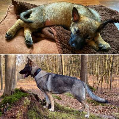 Alles rund um den Schäferhund, diskutieren erwünscht.-Beitrag-Bild