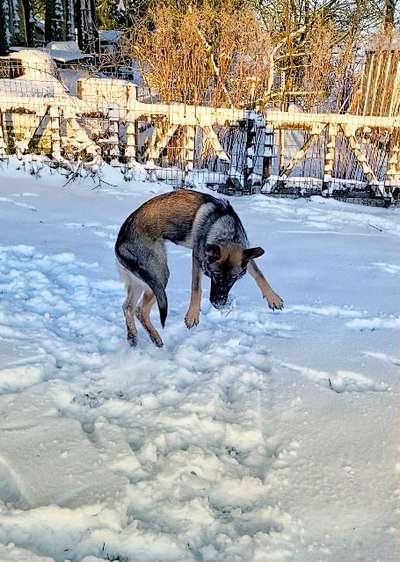 Challenge Nr. 16         Dynamik - Dein Hund in Bewegung-Beitrag-Bild