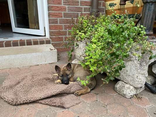 Welpenfotos-Beitrag-Bild