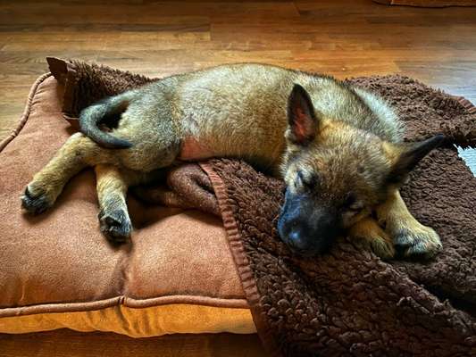 Welpenfotos-Beitrag-Bild