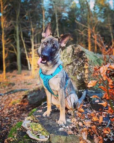 Fotochallenge No. 26                                     Wald und Wiese-Beitrag-Bild