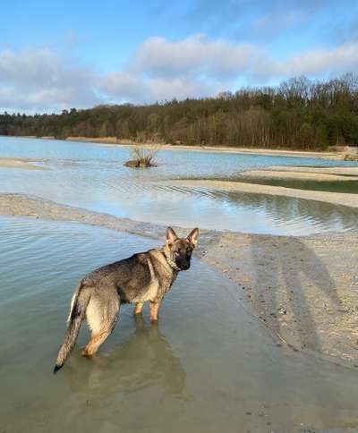 Challenge 23 : "  Euer Hund beim Frühlingserwachen "-Beitrag-Bild