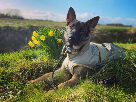 Schäferhund-Fans?-Beitrag-Bild