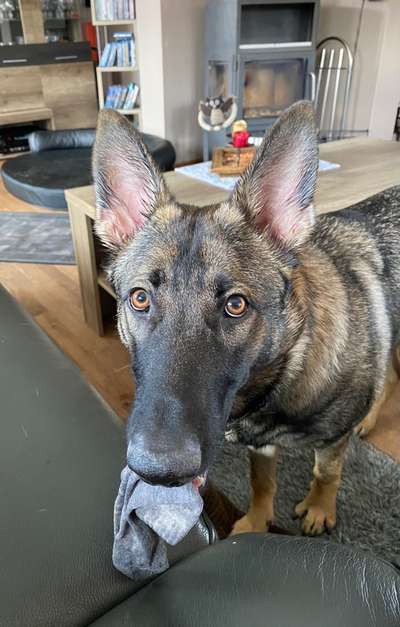 FOTOCHALLENGE: 25  Thema:  Hündische Haushaltshilfen-Beitrag-Bild