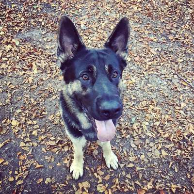 CHALLENGE NR. 19 - Der Hundeblick-Beitrag-Bild