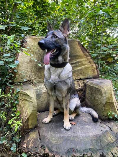 Welpenfotos-Beitrag-Bild