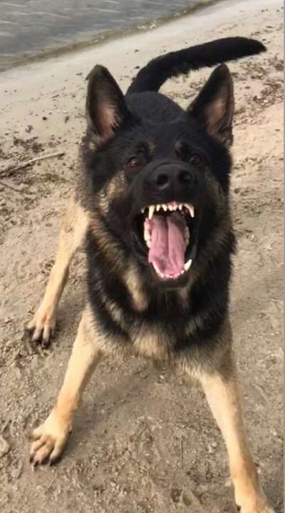 Fotochallenge Nr. 47 - Zeigt die Zähne-Beitrag-Bild