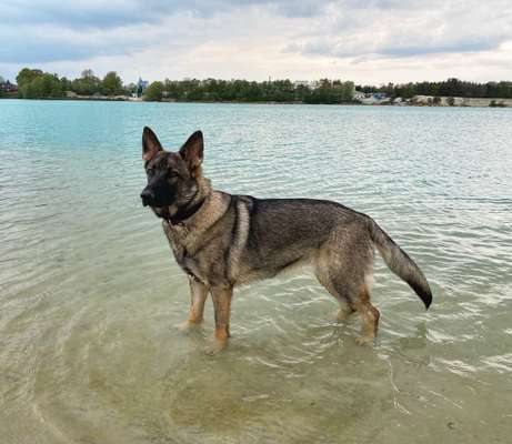 Was wiegt euer Schäferhund?-Beitrag-Bild