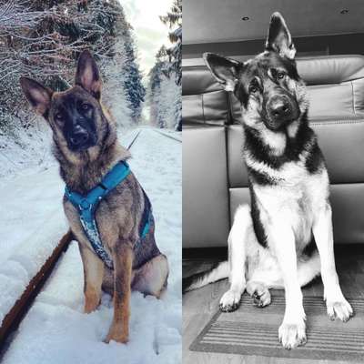 Schäferhund-Beitrag-Bild