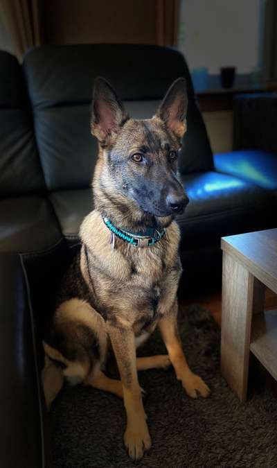 Schäferhund-Beitrag-Bild