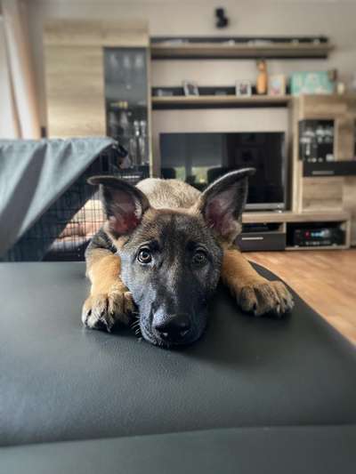 CHALLENGE NR. 19 - Der Hundeblick-Beitrag-Bild