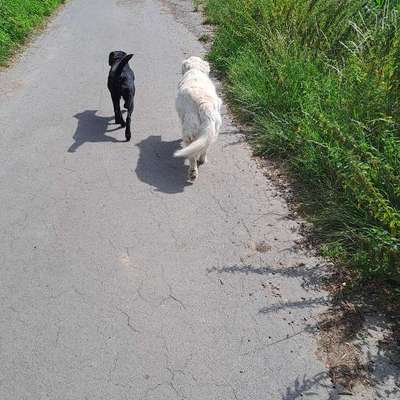 Hundetreffen-Gemeinsam spazieren an der Leine-Bild