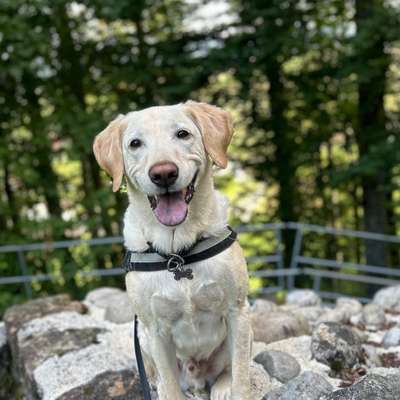 Hundetreffen-Gemeinsamer Spaziergang-Bild