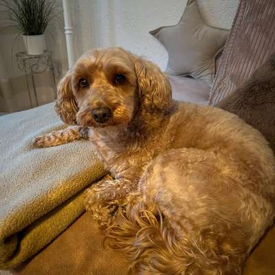 Hundetreffen-Suche Spielfreunde für Luna-Bild