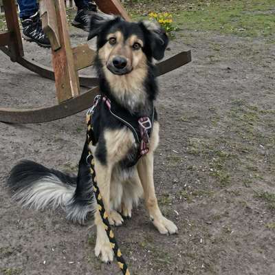 Hundetreffen-Gemeinsamer Spaziergang und Training