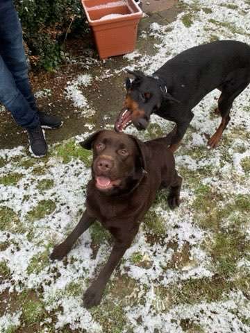 Bester Freund, Hundekumpel - zeigt her!-Beitrag-Bild