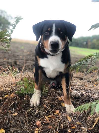 Zeigt mal die schönsten Bilder von euren Hunden !-Beitrag-Bild