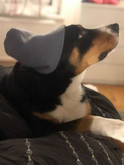 Zeigt mal die schönsten Bilder von euren Hunden !-Beitrag-Bild