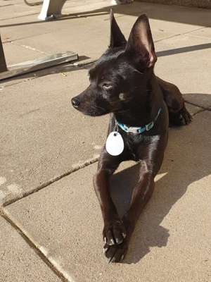 Hundetreffen-Spieldate-Bild