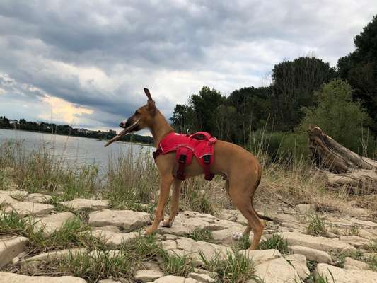 Windhunde - Treffen der besonderen Schönheiten
HERZLICH WILLKOMMEN-Beitrag-Bild