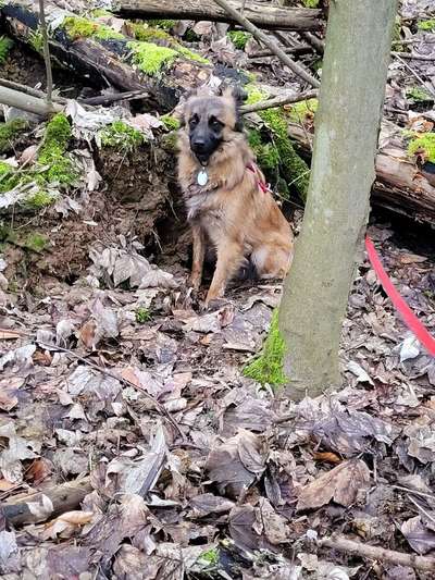 Hundetreffen-Suchen Hundefreunde (Angsthund)-Bild