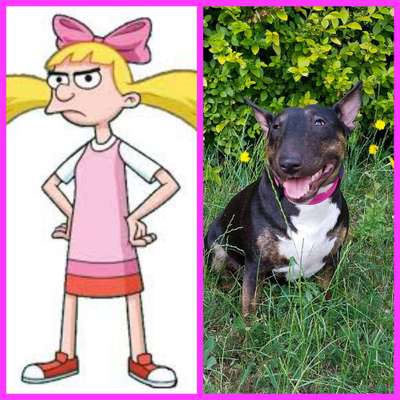 Wie heißt dein Hund?-Beitrag-Bild