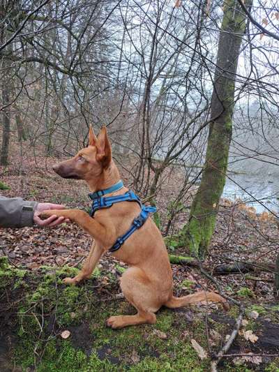 Tierschutzhunde suchen ein Zuhause-Beitrag-Bild