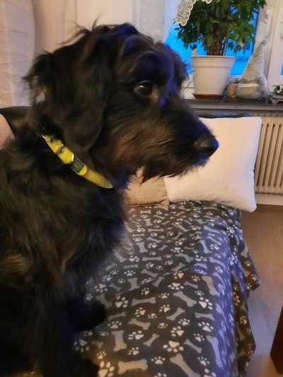 Tierschutzhunde suchen ein Zuhause-Beitrag-Bild