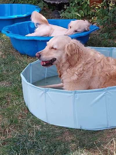 Dogorama Photo Challenge - Schattiges Plätzchen-Beitrag-Bild