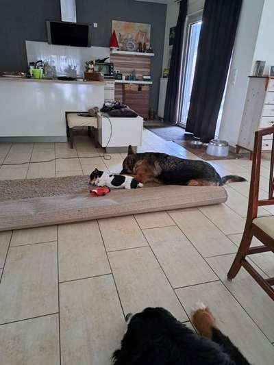 Tierschutzhunde suchen ein Zuhause-Beitrag-Bild