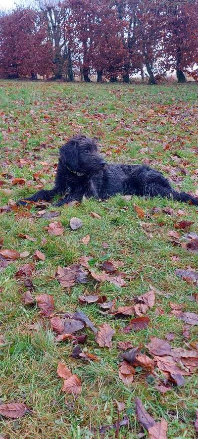 Tierschutzhunde suchen ein Zuhause-Beitrag-Bild