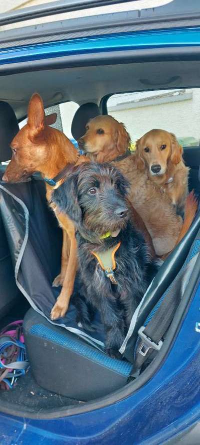 Tierschutzhunde suchen ein Zuhause-Beitrag-Bild