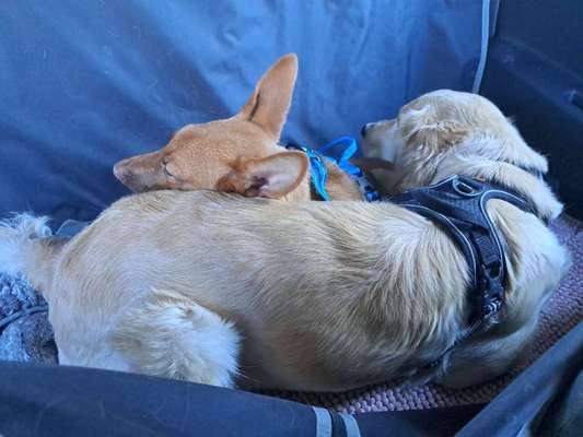 Tierschutzhunde suchen ein Zuhause-Beitrag-Bild