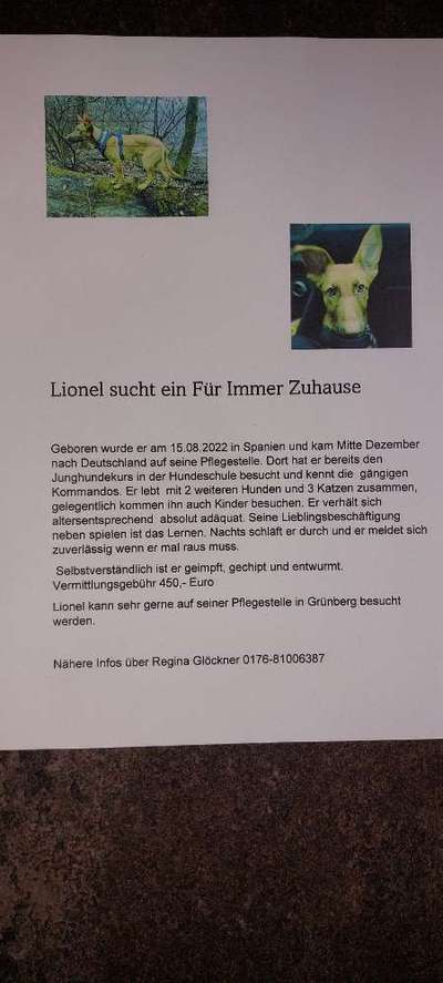 Tierschutzhunde suchen ein Zuhause-Beitrag-Bild