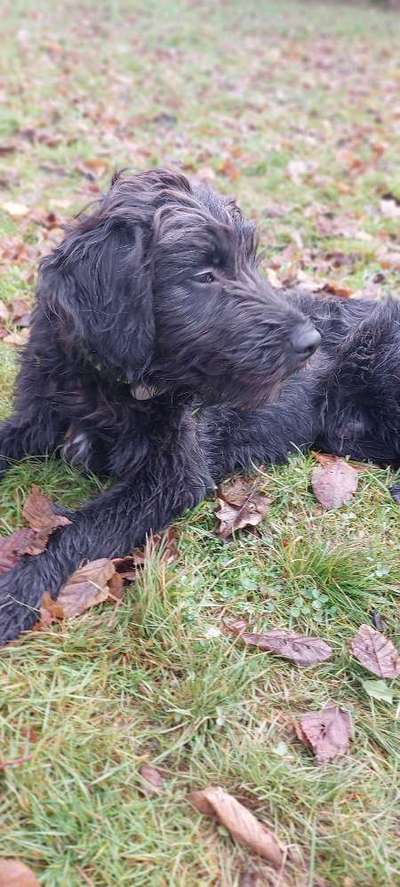 Tierschutzhunde suchen ein Zuhause-Beitrag-Bild