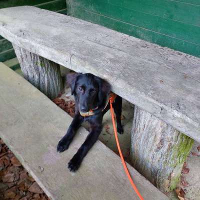 Tierschutzhunde suchen ein Zuhause-Beitrag-Bild