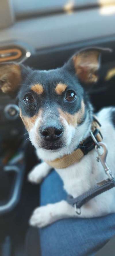 Tierschutzhunde suchen ein Zuhause-Beitrag-Bild