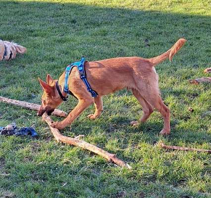 Tierschutzhunde suchen ein Zuhause-Beitrag-Bild