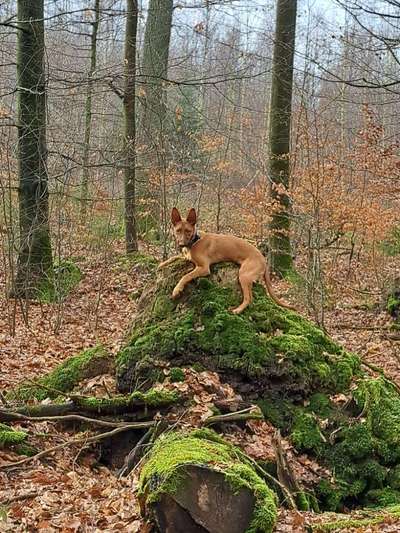Tierschutzhunde suchen ein Zuhause-Beitrag-Bild