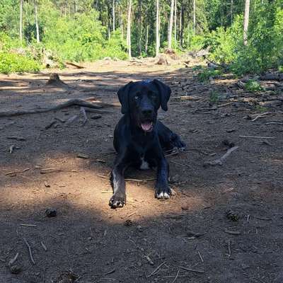 Hundetreffen-Gemeinsame Gassi Runden-Profilbild