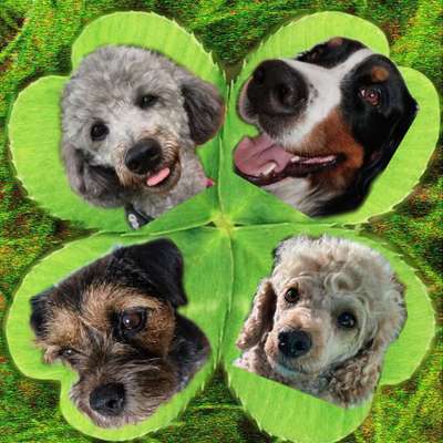 Angie B.  und die's Profilbild