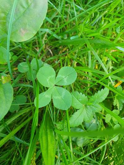 Neue Hundebesitzerin, Hund hat Knubbel unterm Auge-Beitrag-Bild