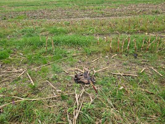 Giftköder-Kadaver Hase im Feld-Bild