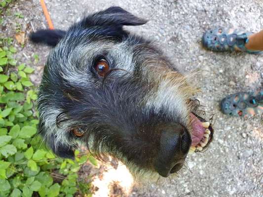 Club der Rumänen (Alle Hunde aus dem rumänischen Tierschutz, wo seid Ihr?)-Beitrag-Bild