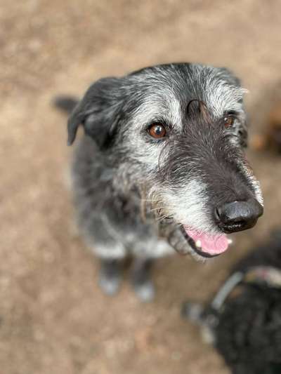 Hunde Porträt (Portrait) Galerie....-Beitrag-Bild