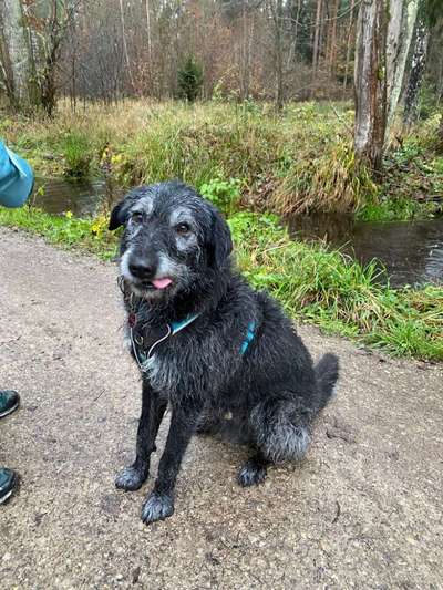 Wie heißt dein Hund?-Beitrag-Bild