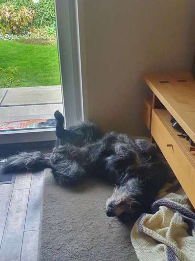 eure Spitznamen für die Vierbeiner-Beitrag-Bild