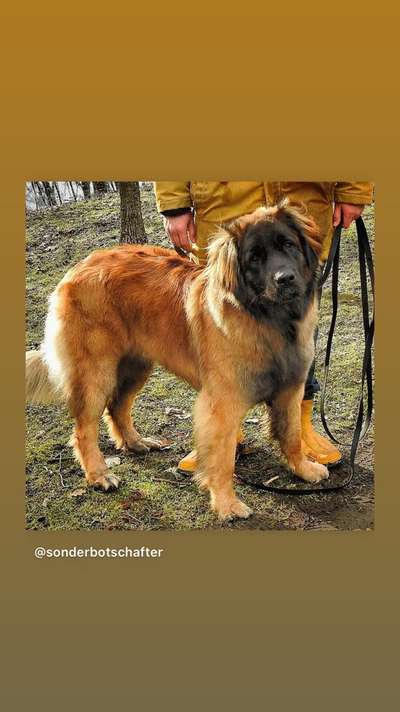 Zeigt her eure Kolosse!-Beitrag-Bild