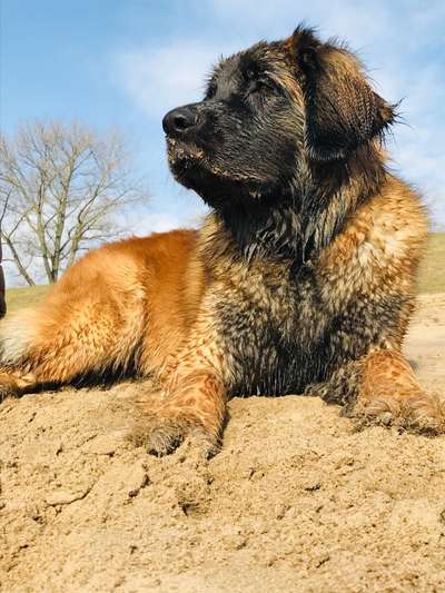 Seltene Rassen!-Beitrag-Bild