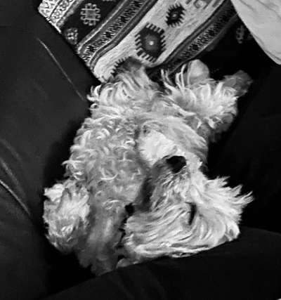 Welchen Hund hast du?-Beitrag-Bild